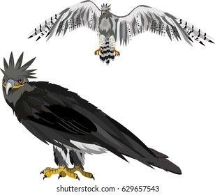 South American hunter bird, Harpia eagle, vector.