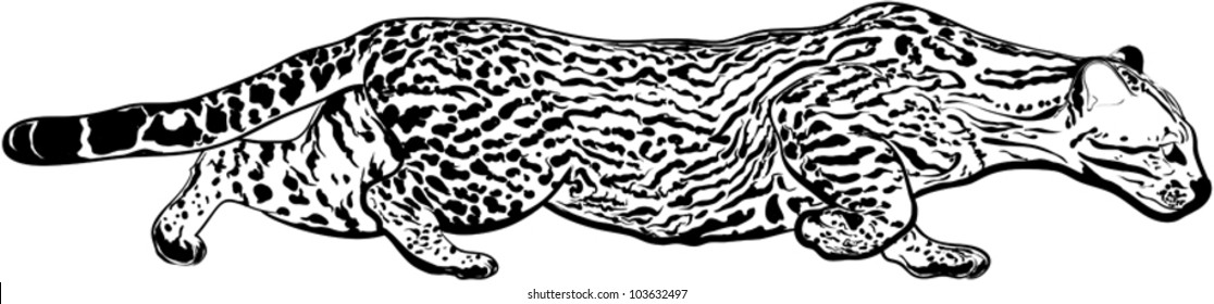 South American Panther