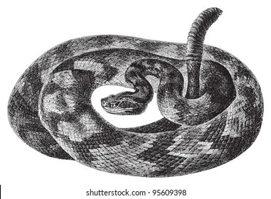 South American rattlesnake (Crotalus durissus) / vintage illustration from Meyers Konversations-Lexikon 1897