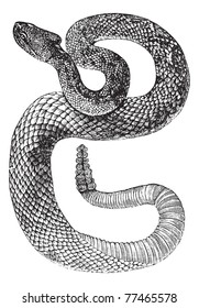 South American Rattlesnake or Tropical Rattlesnake or Crotalus durissus, vintage engraving. Old engraved illustration of a South American Rattlesnake. Trousset Encyclopedia.