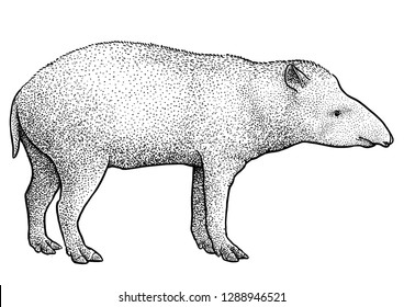 South American tapir illustration, drawing, engraving, ink, line art, vector