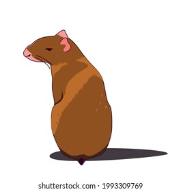 South and Central American tropical rodent - agouti sits with its back funny turning its muzzle. Naturalistic vector illustration isolated on white background. Looks like a large rat with a short tail