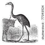 South Island Giant Moa or Dinornis giganteus, vintage engraving. Old engraved illustration of a South Island Giant Moa. Trousset Encyclopedia