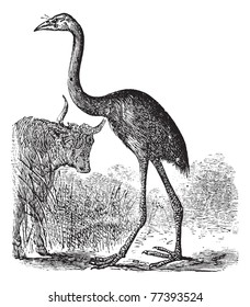 South Island Giant Moa or Dinornis giganteus, vintage engraving. Old engraved illustration of a South Island Giant Moa. Trousset Encyclopedia