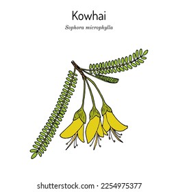 South Island Kowhai (Sophora microphylla), medicinal plant. Hand drawn botanical vector illustration