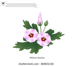 South Korea Flower, Illustration of Rose of Sharon Flowers or Hibiscus Syriacus Flowers. The National Flower of South Korea.