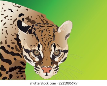 South-American wild cat, ocelot, lurking with green natural background. Spotted exotic wild cat in tropical region.