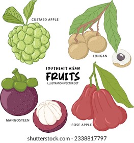 Southeast asian fruit illustration, custaed apple, longan, mangosteen and rose apple vector set