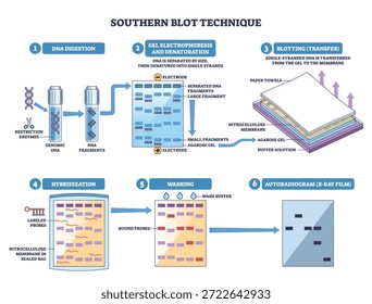 Southern blot workflow mostra digestão de DNA, eletroforese e transferência de membrana para revelar fragmentos alvo, objetos-chave, gel de agarose, membrana de nitrocelulose, sondas rotuladas. Diagrama de estrutura de tópicos