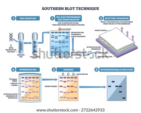 Southern blot workflow shows DNA digestion, electrophoresis, and membrane transfer to reveal target fragments, key objects, agarose gel, nitrocellulose membrane, labeled probes. Outline diagram