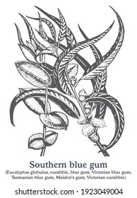 Southern blue gum. Vector hand drawn plant. Botanical plant illustration. Vintage medicinal plant sketch.