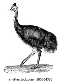 Southern cassowary or Double-wattled cassowary or Australian cassowary or two-wattled cassowary, vintage engraved illustration. Natural History of Animals, 1880.
