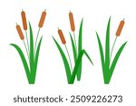 Southern cattails, Typha domingensis, and common cattails, Typha latifolia. Group of wetland plants marsh reed. Vector illustration in flat style for children