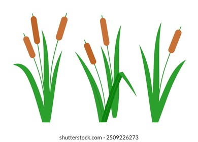 Southern cattails, Typha domingensis, and common cattails, Typha latifolia. Group of wetland plants marsh reed. Vector illustration in flat style for children's simple design.