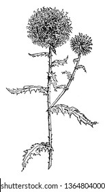 Southern Globe Thistle is flowering plant. On the top of the round, there are bluish flowers; leaves are toothed, vintage line drawing or engraving illustration.