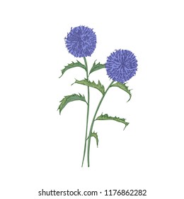 Southern globethistle flowers or inflorescences, stems and leaves isolated on white background. Detailed drawing of wild flowering herb used in phytotherapy. Botanical hand drawn vector illustration.