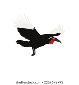 El bucerótido sureño, Bucorvus Lebeateri. Diseño vectorial de Bucerótido, imagen de alta calidad de png con fondo transparente