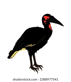 Ilustración vectorial Southern Ground Hornbill aislada en fondo blanco. Gran pájaro. Bucorvus