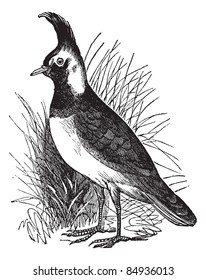 Southern Lapwing or Vanellus chilensis, vintage engraved illustration. Trousset encyclopedia (1886 - 1891).