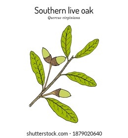 Southern live oak (Quercus virginiana), state tree of Georgia. Hand drawn botanical vector illustration