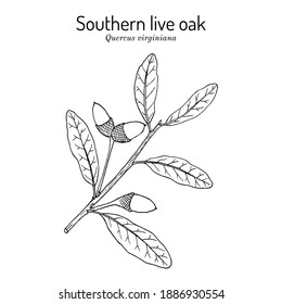 Southern live oak (Quercus virginiana), state tree of Georgia. Hand drawn botanical vector illustration