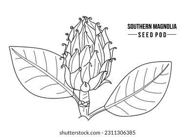 Southern Magnolia seed pod. Hand drawn Magnolia seeds vector. Sketch of magnolia Grandiflora with leaves isolated on white background. Minimal line drawing. Vector illustration