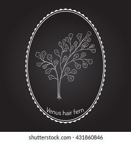 Southern maidenhair fern (Adiantum capillus-veneris), or maidenhair fern, venus hair fern. Hand drawn botanical vector illustration
