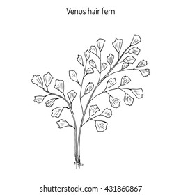 Southern maidenhair fern (Adiantum capillus-veneris), or maidenhair fern, venus hair fern. Hand drawn botanical vector illustration