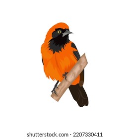 Southern Red Bishop bird vector illustration