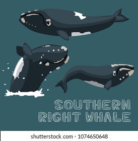 Southern Right Whale Cartoon Vector Illustration
