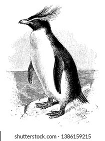 Southern Rockhopper Penguin is a bird in the Spheniscidae family of penguins, vintage line drawing or engraving illustration.