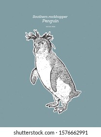 Southern Rockhopper Penguin is a bird in the Spheniscidae family of penguins, vintage line drawing vector.
