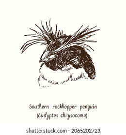 Southern rockhopper penguin (Eudyptes chrysocome) head portrait. Ink black and white doodle drawing in woodcut style.