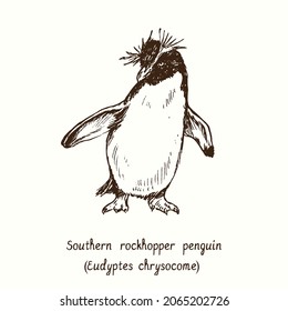 Southern rockhopper penguin (Eudyptes chrysocome) standing. Ink black and white doodle drawing in woodcut style.