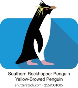 Southern Rockhopper Penguin Standing On The Ground