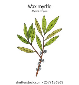 Southern wax myrtle, or candleberry (Myrica cerifera), ornamental and medicinal plant. Hand drawn botanical vector illustration