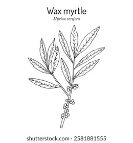 Southern wax myrtle, or candleberry (Myrica cerifera), ornamental and medicinal plant. Hand drawn botanical vector illustration