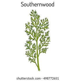 Southernwood (artemisia abrotanum), or lad's love, southern wormwood, medicinal plant. Hand drawn botanical vector illustration