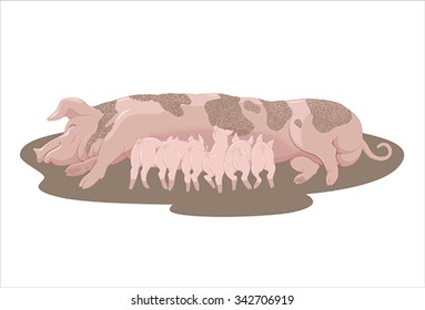 sow and piglets