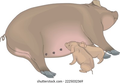 Sow and Piglets Nursing Vector Illustration