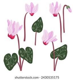 sowbread, Cyclamen flowers, vector drawing wild plants at white background, ,floral element, hand drawn botanical illustration