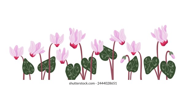 sowbread, Cyclamen flowers, vector drawing wild plants at white background, ,floral border, hand drawn botanical illustration