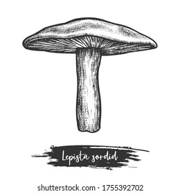 Sowerby pat mushroom sketch or lepista sordida shroom. Autumn or fall forest plant sketching. Hand drawn sign of fungus. Edible or eatable fungi. Vegan or vegetarian food. Cook or recipe, biology