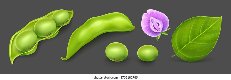 Soy agricultural plant beans with green leaves, flower and pods. Realistic. Isolated on dark gray background. Gradient mesh used. Vector illustration.
