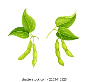 Soy Bean Green Pod Hanging on Branch as Edible Vegan Product Vector Set