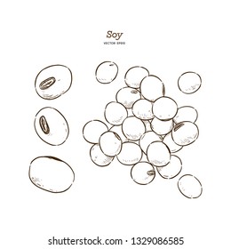 Soy bean, hand draw sketch vector.