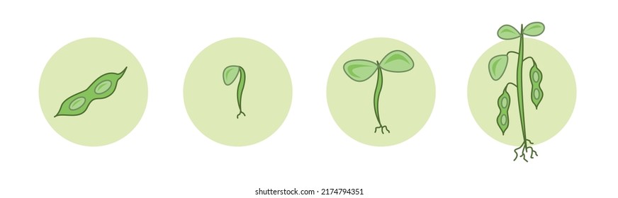 Soy Bean Plant Icon Set, Cyclus Of Agriculture Concept, Soy Beans Vector Icons, Green Circular Emblems, Symbols Isolated On White Background.