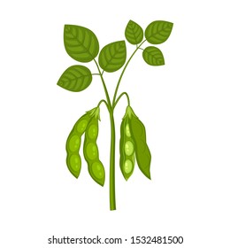 Soy bean plant with ripe pods and  green leaves  isolated on white background. Bush of legume plant in a cartoon flat style.