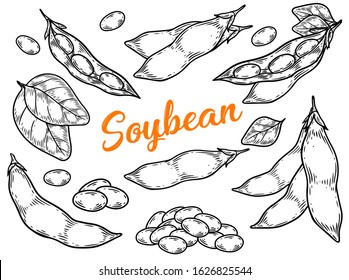 Soy bean set, Soybean collection vector illustration. Soybean engraving isolated on white background.