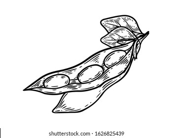 Soybean hand drawn isolated Royalty Free Vector Image